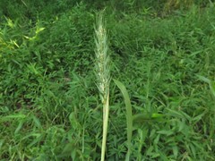 Elymus virginicus virginicus