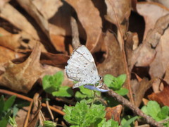Celastrina neglecta