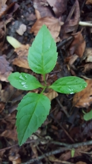 Impatiens parviflora