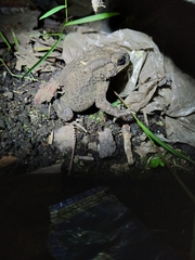 Duttaphrynus melanostictus