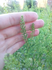 Lepidium apetalum
