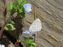 Celastrina neglecta