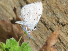 Celastrina neglecta