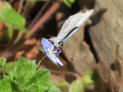 Celastrina neglecta