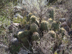 Trichocereus candicans