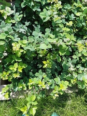 Angiospermae