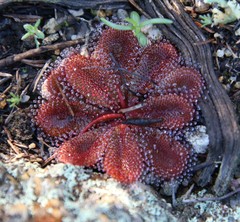 Drosera rosulata