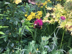 Bombus