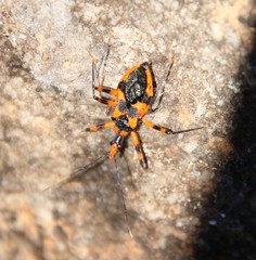 Havinthus rufovarius