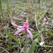 Rosella Spider-Orchid - Photo (c) Michael Keogh, some rights reserved (CC BY-NC-SA), uploaded by Michael Keogh