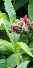 Bombus