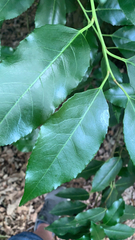 Prunus lusitanica