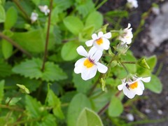Nemesia lucida