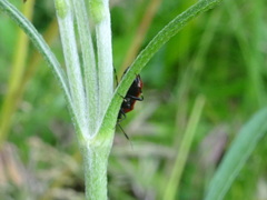 Deraeocoris punctum
