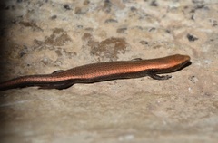 Chalcides coeruleopunctatus