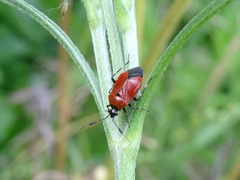 Deraeocoris punctum