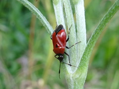 Deraeocoris punctum