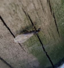 Lasius niger