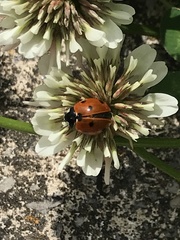 Coccinella septempunctata