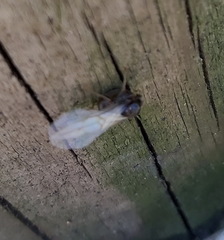 Lasius niger