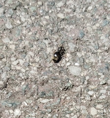 Lasius niger
