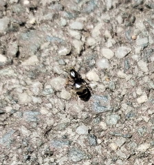 Lasius niger