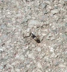 Lasius niger