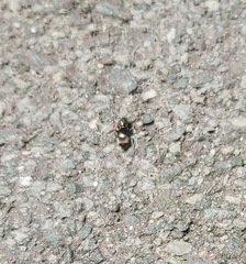Lasius niger
