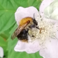 Bombus pascuorum