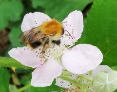 Bombus pascuorum