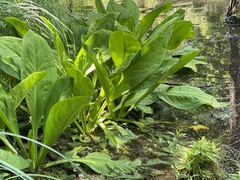 Lysichiton