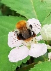 Bombus pascuorum