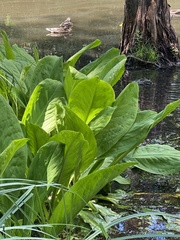 Lysichiton