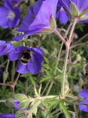 Bombus
