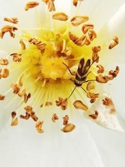 Micropterix aureatella