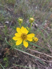 Coreopsis palmata