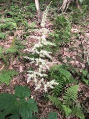 Astilbe biternata