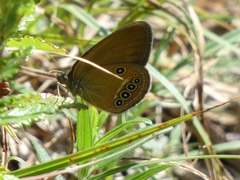 Coenonympha oedippus