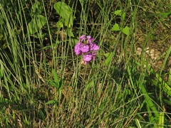 Platanthera peramoena