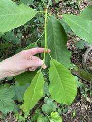 Magnoliaceae