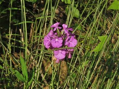 Platanthera peramoena