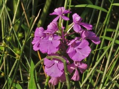 Platanthera peramoena