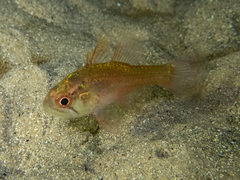 Vincentia novaehollandiae