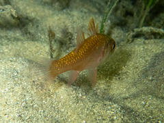 Vincentia novaehollandiae