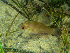 Vincentia novaehollandiae