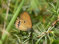 Coenonympha oedippus