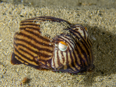 Sepioloidea lineolata