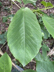 Magnoliaceae