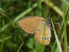 Coenonympha oedippus