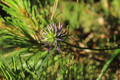 Phyteuma scheuchzeri